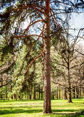 Old Pine Tree In Spring