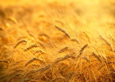 Gold wheat field