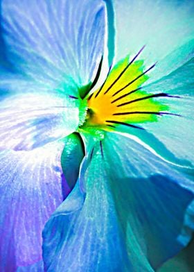 Blue Pansy Flower Abstract