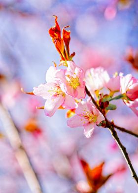 Chic Pink Sakura Flowers