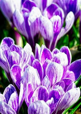 Bunch Of Crocus Flowers