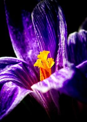 Purple Crocus Flower