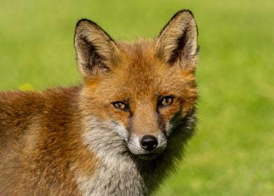 Red Fox