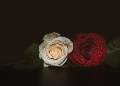 two roses on black