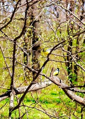 Tomtit Birds In Spring