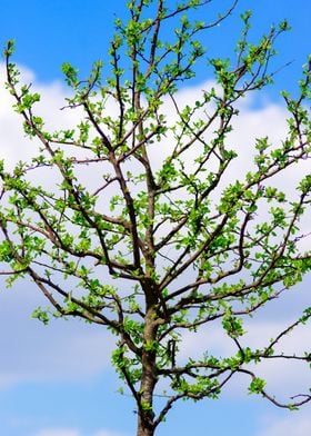 Crab Apple Tree In Spring