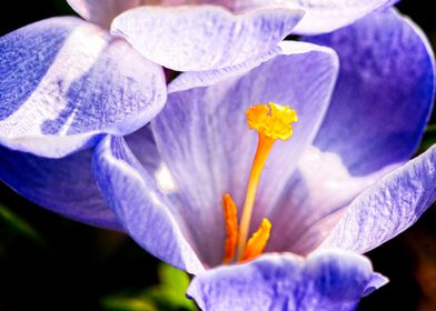 Blue Crocus Flower Macro