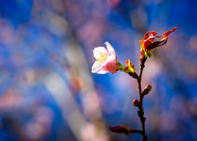 Sunlit Sakura Flower