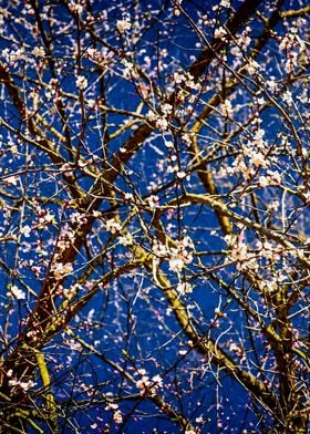 Apricot Tree On Dark Blue