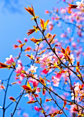 Pink Sakura Flowers