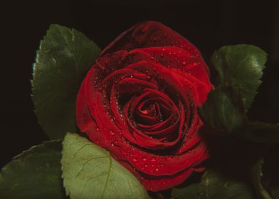 Red rose