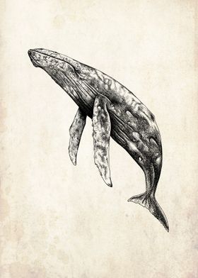 humpback whale 