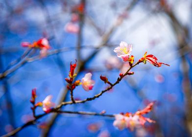 Amazing Sakura FLower