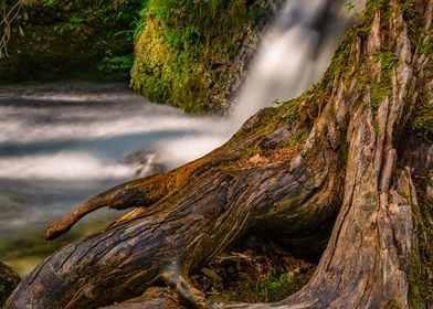 Old rootstock in water