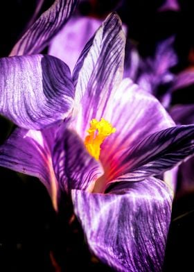 Violet Crocus Flower