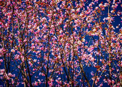 Pink Sakura On Dark Blue