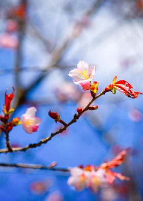 Amazing Sakura FLower