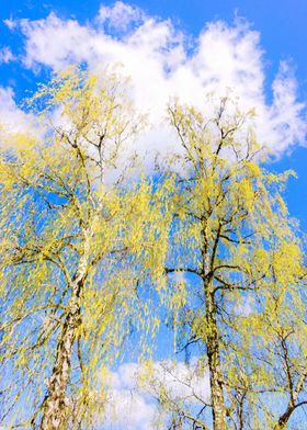 Birch Trees Early Spring