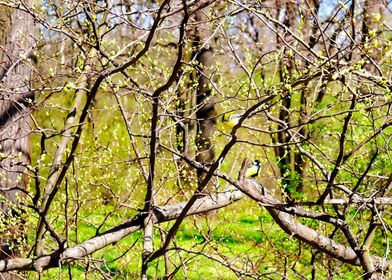 Tomtit Birds In Spring