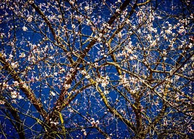 Apricot Tree On Dark Blue