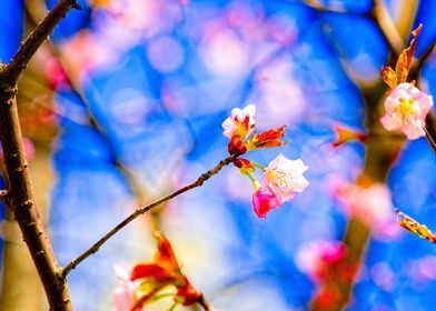 Stunning Sakura Flowers