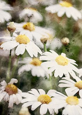 Daisies