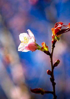 Sunlit Sakura Flower