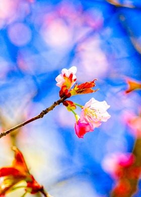 Stunning Sakura Flowers