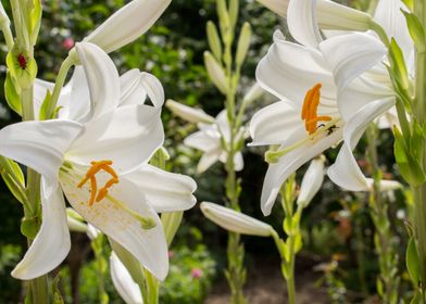 White lily bloom