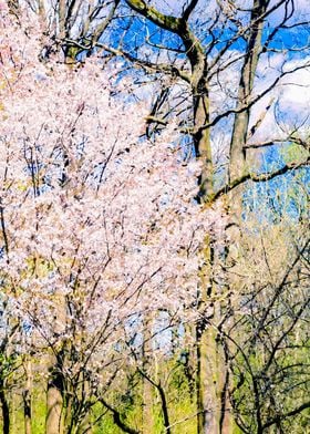 Blooming Trees In The Park