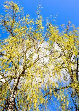 Yellow Birch Tree Aglets