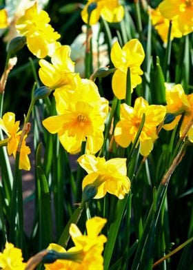 Yellow Daffodil Flowers