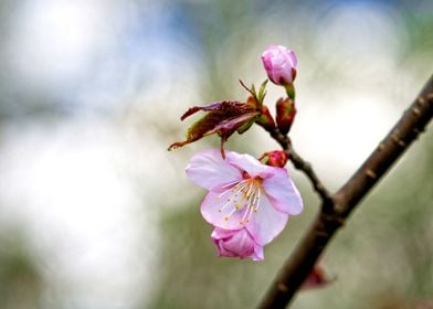 Pink Sakura On Beige