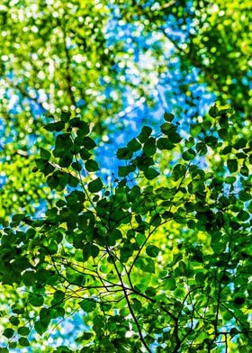 Linden Leaves Summer Shade