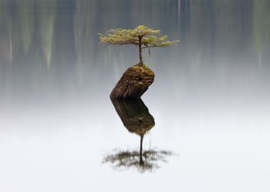 Fairy Lake Tree in Mist