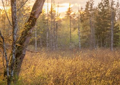 Sunset in the Wetlands