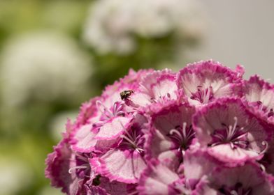 pink flowers wiyh insect