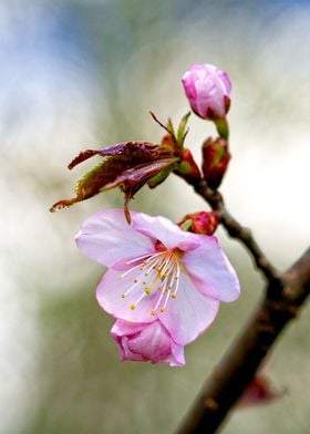 Pink Sakura On Beige