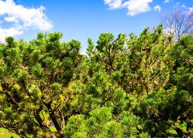 Green Dwarf Pine Trees