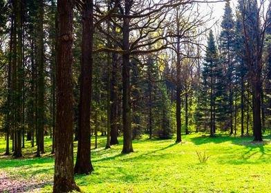 Spring In The Forest