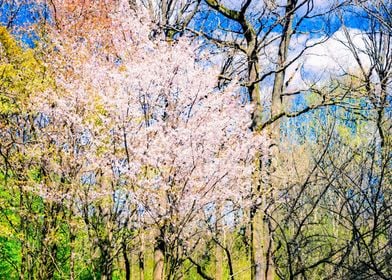 Blooming Trees In The Park