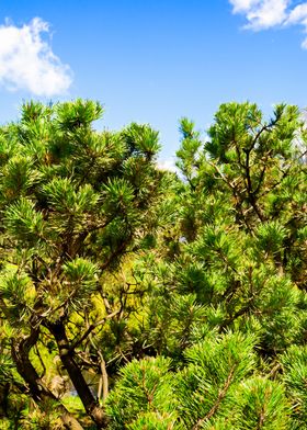 Green Dwarf Pine Trees