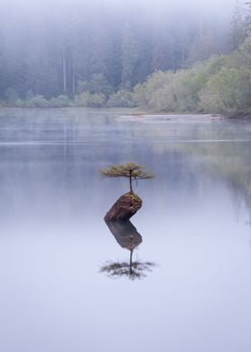 Blue Hour Fairy Lake Tree