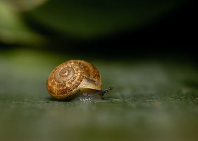 Snail