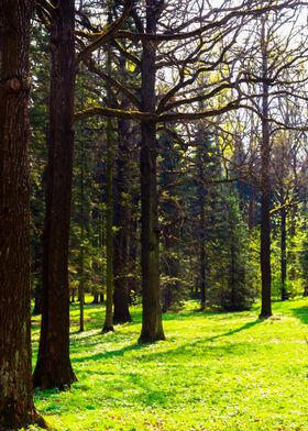 Spring In The Forest