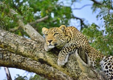 Snoozing Leopard