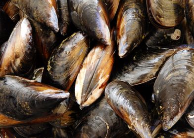 mussels