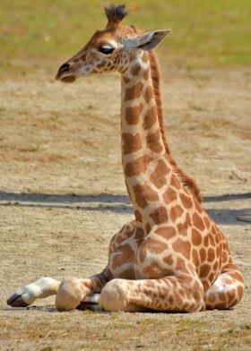 Baby Giraffe