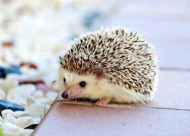 Cute hedgehog