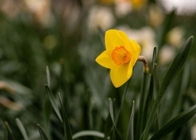 A Beautiful Yellow Flower